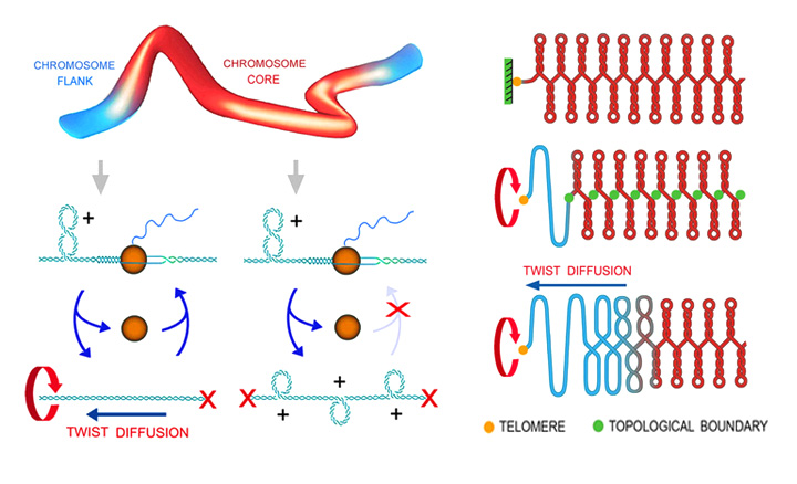 (+)S DNA mapping